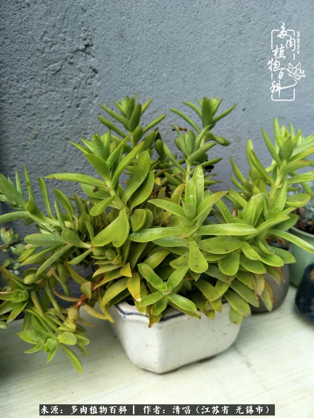 多肉植物百科好看又好养的多肉,喜欢多肉的朋友欢迎光临多肉园艺