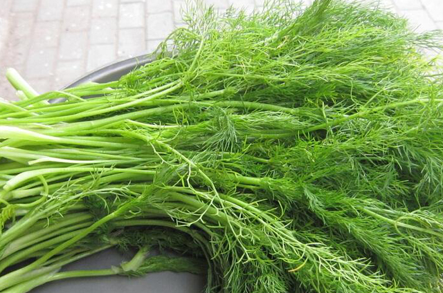 适合北方种植的蔬菜都有哪些,这个季节有哪些蔬菜适合种植