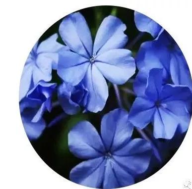 地被植物怎样养护,地被植物怎么种