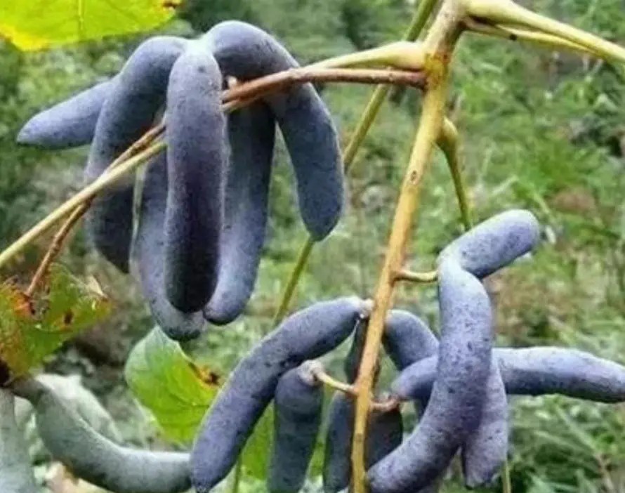 目前农村种植什么水果最好赚钱,目前种植什么水果最有前景