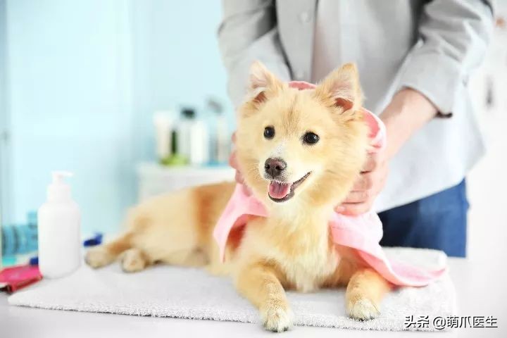 给猫狗清洁耳道切勿用镊子缠棉花捅插，这样做才是正确做法