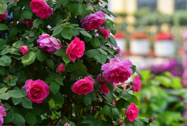 月季花网购指南图片高清版,月季品种查询网