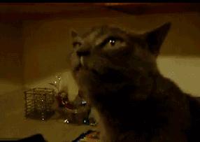 猫感冒会传染其他猫吗,猫感冒了有哪几种表现