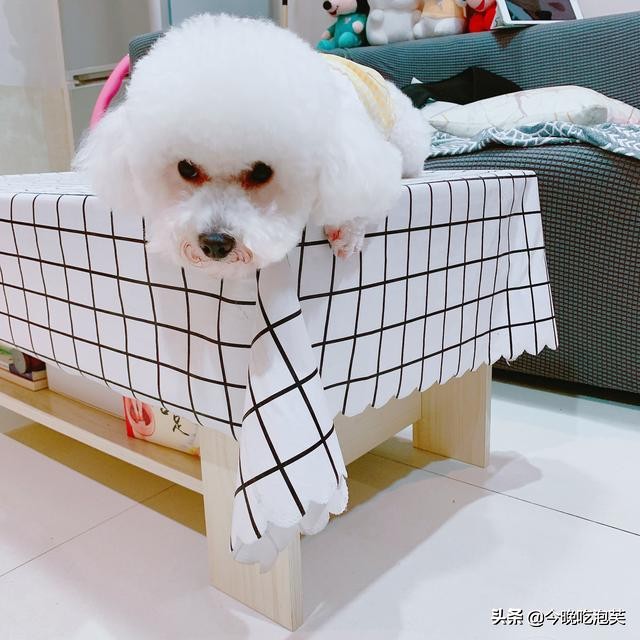 比熊坐马桶,比熊坐地上走