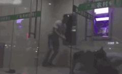 可以养的十种最凶的狗狗,十大新手最好养的狗狗