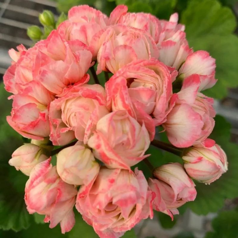 这种花别乱浇水水越多越不开花,这种花不怕冷好养易活