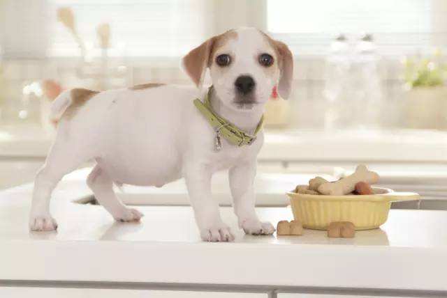 狗狗怀孕都需要吃什么补充营养,怀孕狗狗怎么补充营养