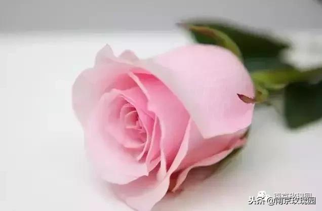 「花师傅开课啦」爱花人必知！南京*瑰园玫**为你科普百种玫瑰