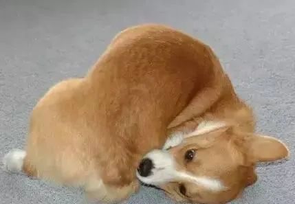 狗狗的这几个动作说明它要咬人,狗狗这几个举动是在喊救命