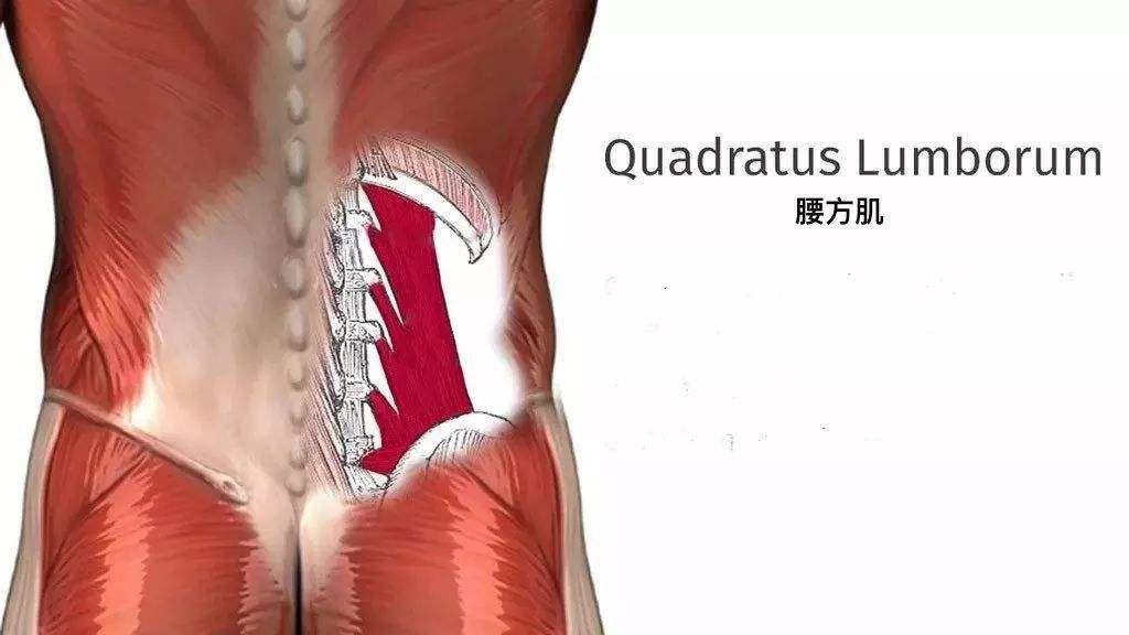 久坐腰背不舒服瑜伽缓解姿势教程,久坐腰肌劳损食疗