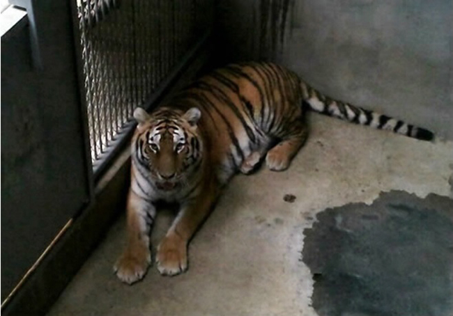 虎毒不食子报应视频,虎毒不食子再凶猛的老虎也有底线