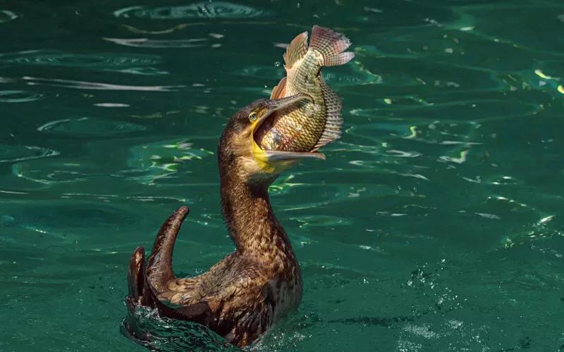 长隆飞鸟乐园拍鸟攻略,广州长隆飞鸟乐园可以摸哪些鸟