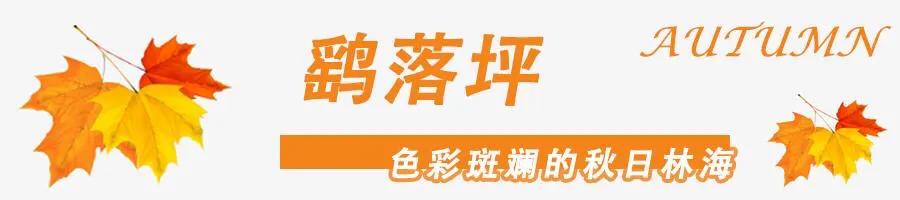 黄山秋景几月去最好,秋天几月份去黄山最好看的花海