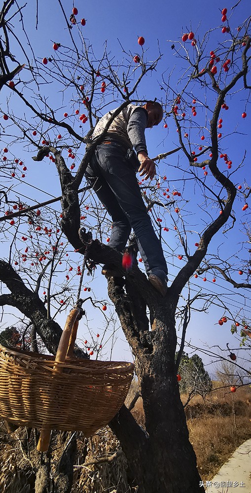 高树上的柿子怎么采摘,柿子在树上摘下来怎么弄才好吃