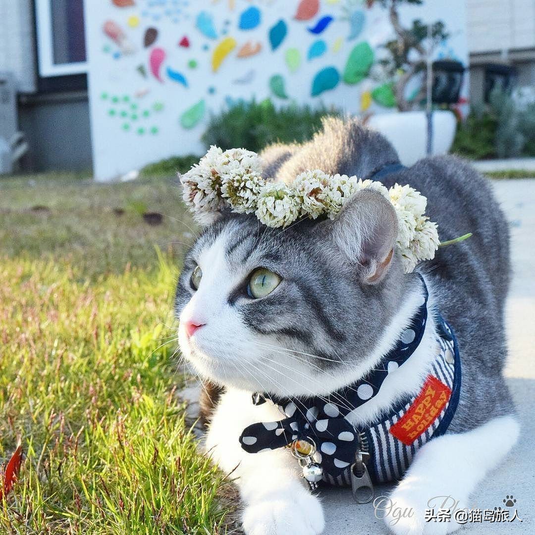 猫咪分类大全,猫咪分类