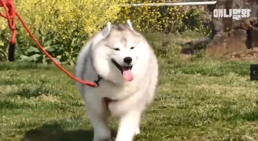 二哈为什么变瘦了,二哈太胖了必须要减肥