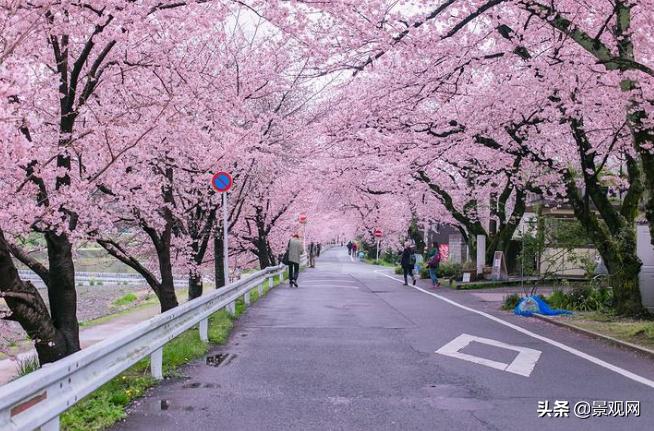 华北常见五种夏秋观花树种,花期很长的观花树种