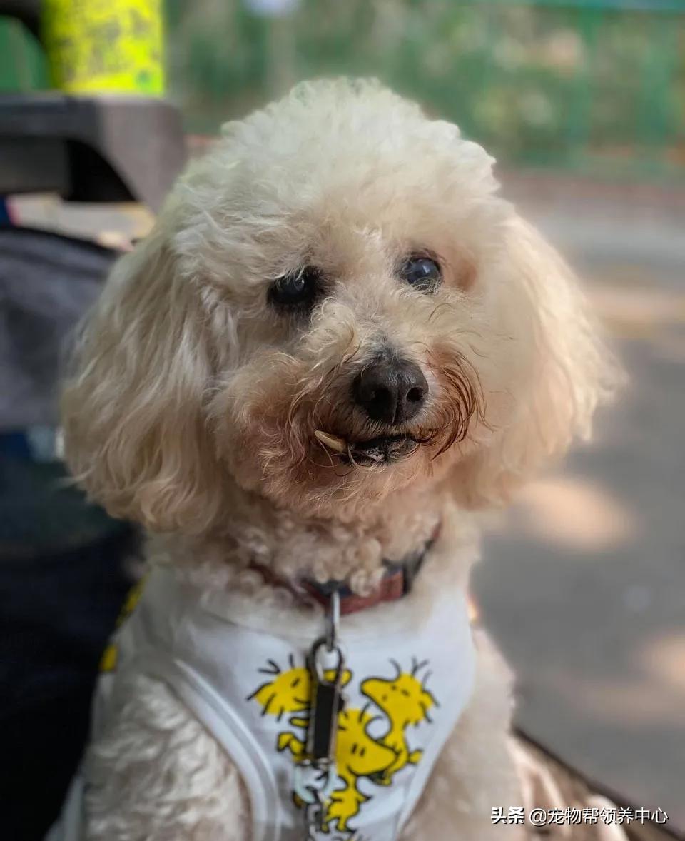 狗狗牙被撞掉吃什么药,狗狗牙被撞松怎么办