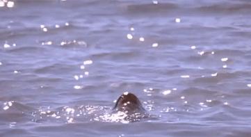 影史十大美人,盘点25位邦女郎