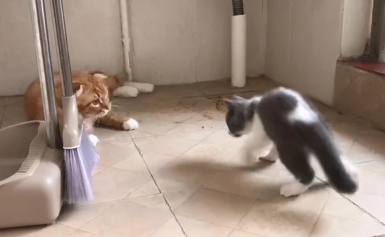 猫咪也会生气的视频,猫咪生气发怒哈气是怎么发出的