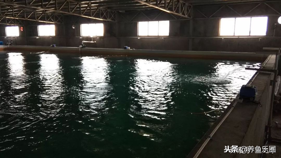 这位土豪家的渔场,光滤材就花了500多万,你确定不要见识一下?