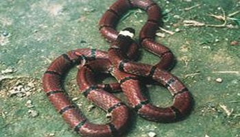 有毒蛇的地方长什么草,有毒蛇和无毒蛇咬的伤口区别