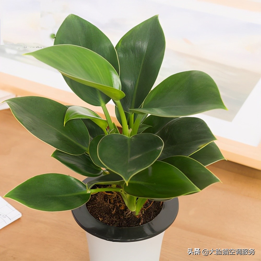 大脸猫推荐理由,大脸猫保健品