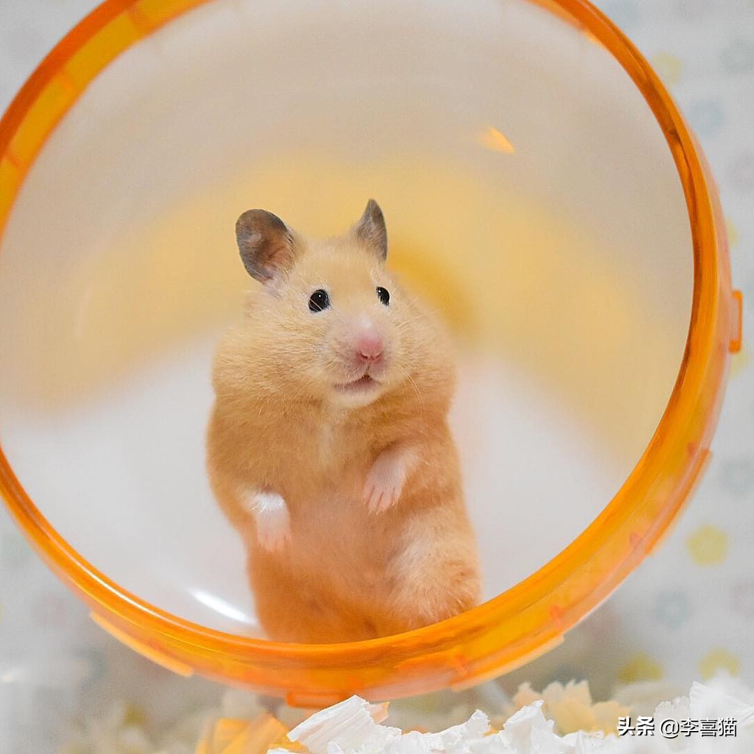 怎样养仓鼠才会让它亲近主人呢,仓鼠该怎么养才能让它听话