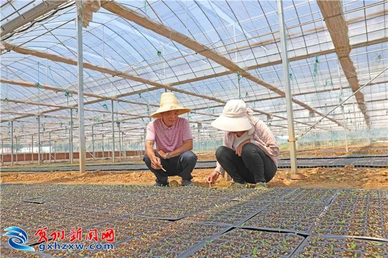 果蔬搭建的“聚宝棚”！龙山村的村民这样圆了致富梦