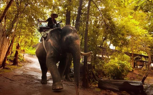 蚊子咬你都有哪些原因,蚊子咬你的真正原因是什么