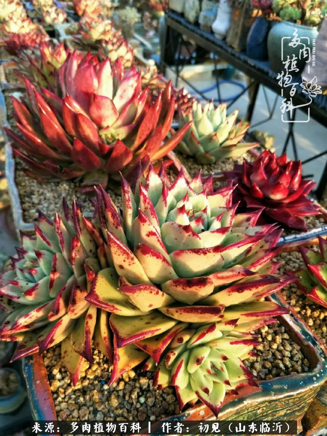 四季颜值在线的多肉,多肉的每一天