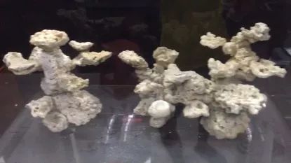 柏林系统海水缸,海缸柏林系统多久完善