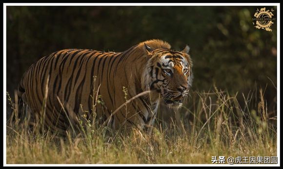 巴梅拉雄虎,传奇虎王战斗视频