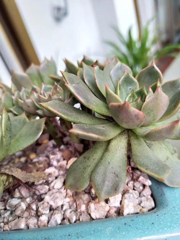 水养花怎么杀虫最快,三角梅生虫自制杀虫水