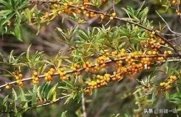 荒漠中有哪些能吃的植物,南疆常见的野生植物