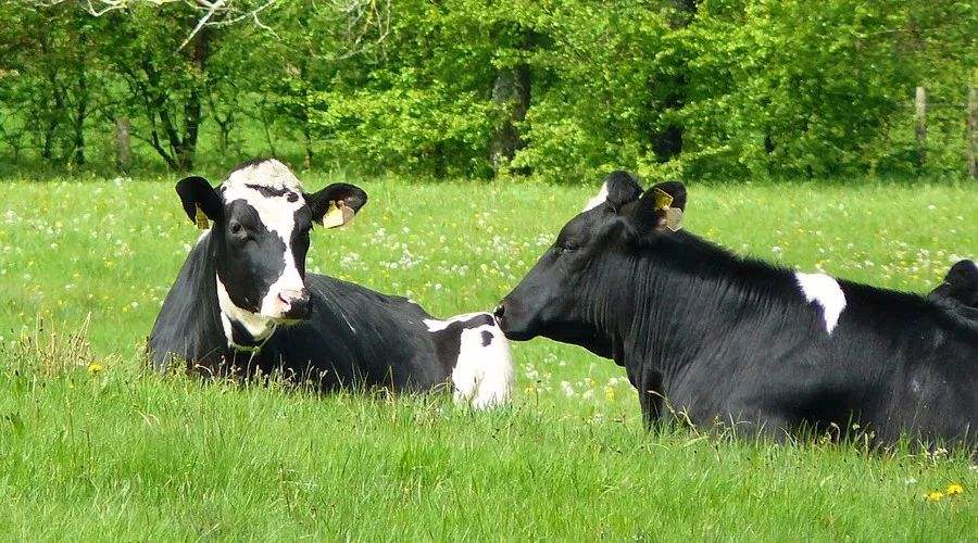 为什么在中国很少见到加拿*奶大**粉？