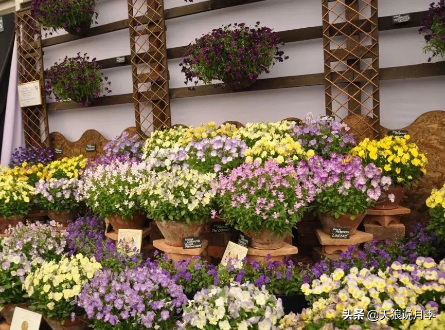 天狼月季优惠活动时间,天狼月季618活动