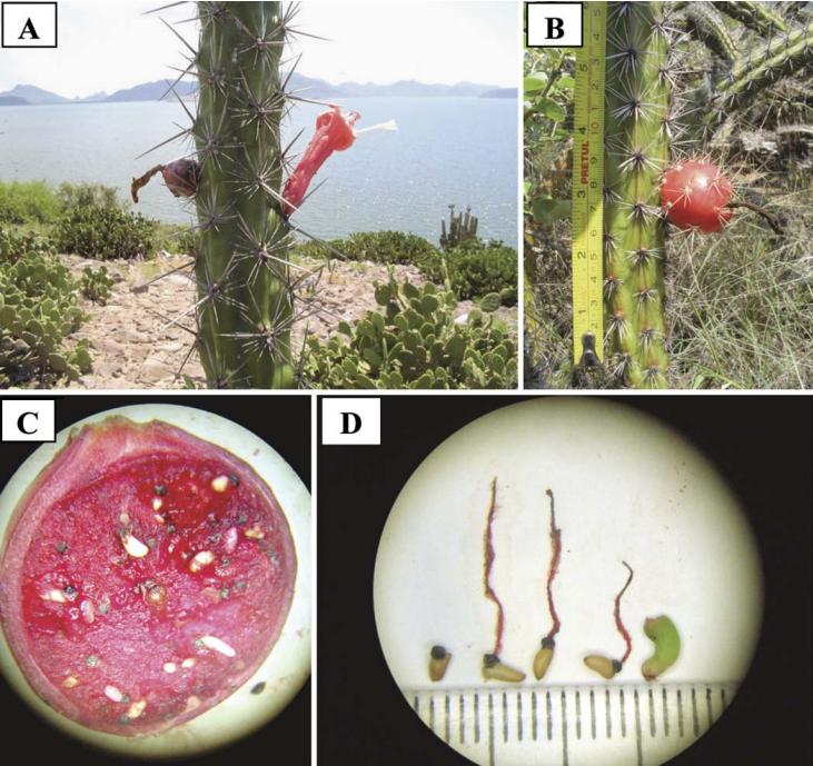 当别的种子匆匆离家，这些种子却在妈妈身上发芽