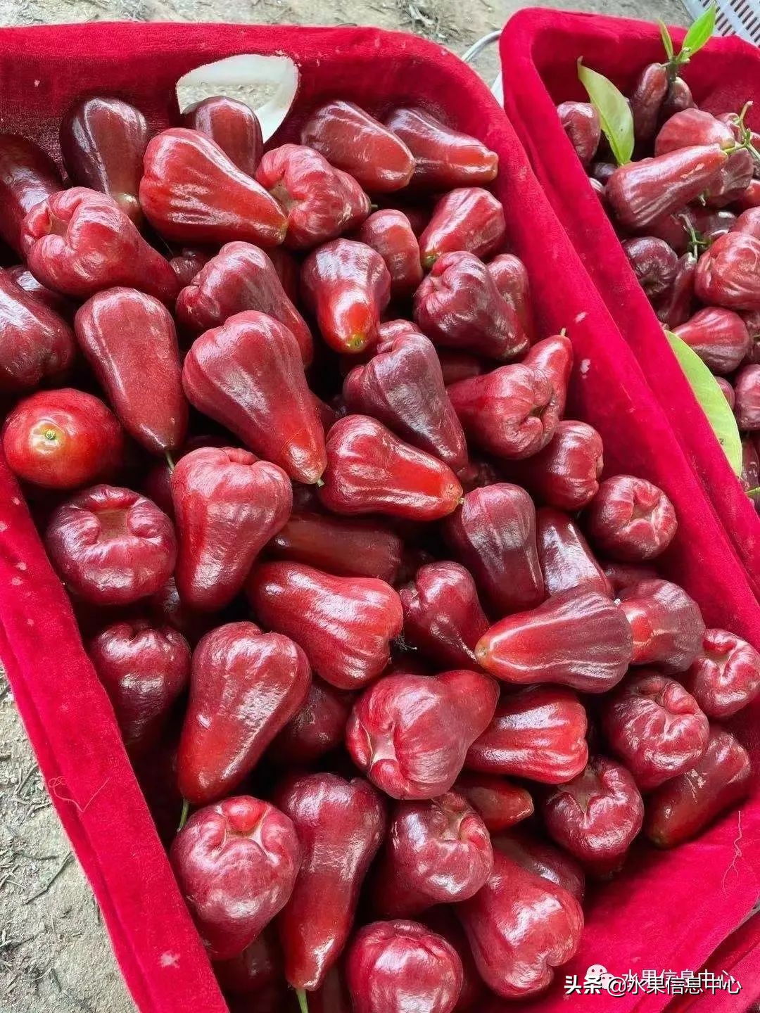 海南水果都有哪些品种图片及名称,海南水果上市时间表赶快收藏吧