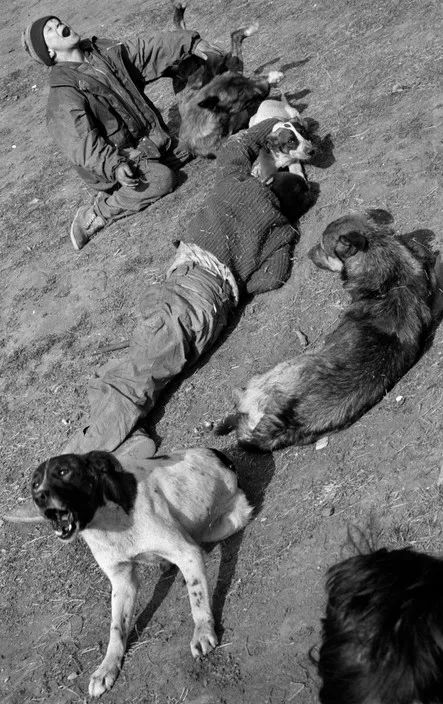 犬的记忆｜世界摄影经典