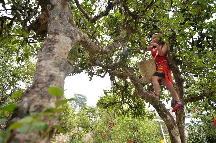 勐海县老班章春茶多少钱一斤,云南69种山头春茶