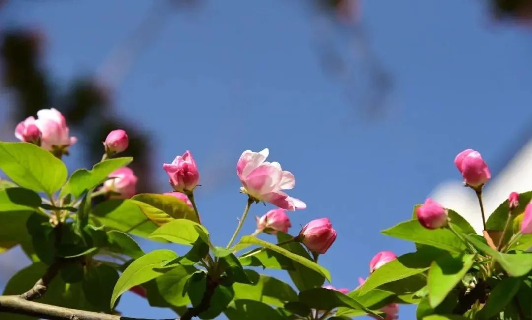 北京五环最美花海,附近免费景点踏青网红打卡地