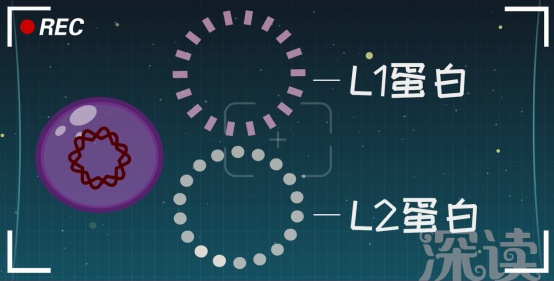 HPV疫苗真能防癌?有必要打吗?