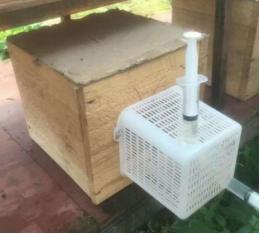 罗源县胡蜂,福州罗源胡蜂养殖基地