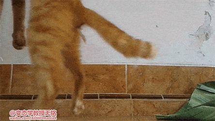 菊部边上长了个肉疙瘩,菊部周边有个白色脓包