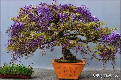 盆栽的紫藤花怎么造景比较美,紫藤花造型盆栽