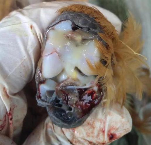 蛋鸡滑液囊支原体什么症状,鸡关节肿胀有积液是什么引起的