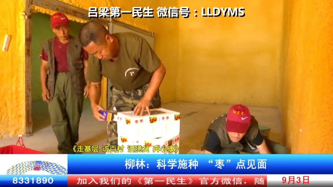 柳林：科学施种“枣”点见面