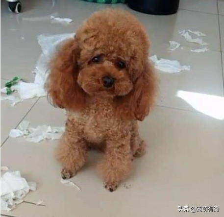 泰迪消化不良,泰迪消化不良的原因