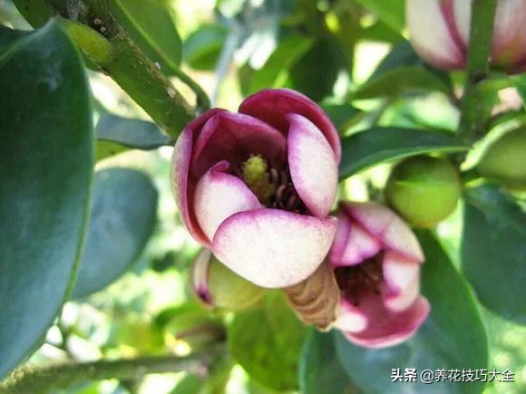 5种花特清香，家里养一盆，芬芳不断，清香四溢，异味全无